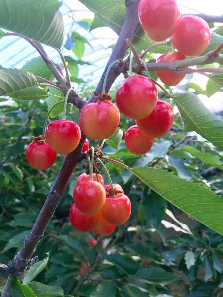 Cherry picking 