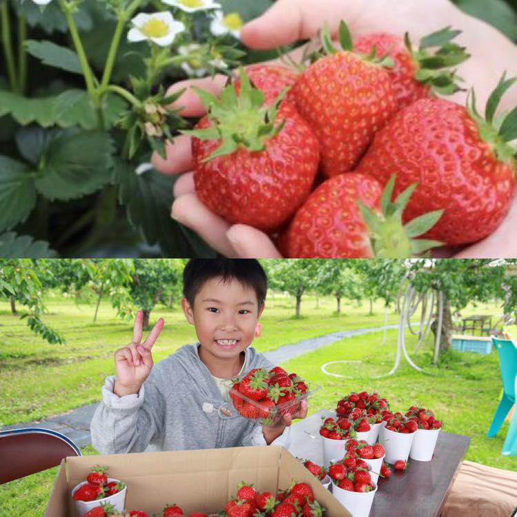 Strawberry picking 